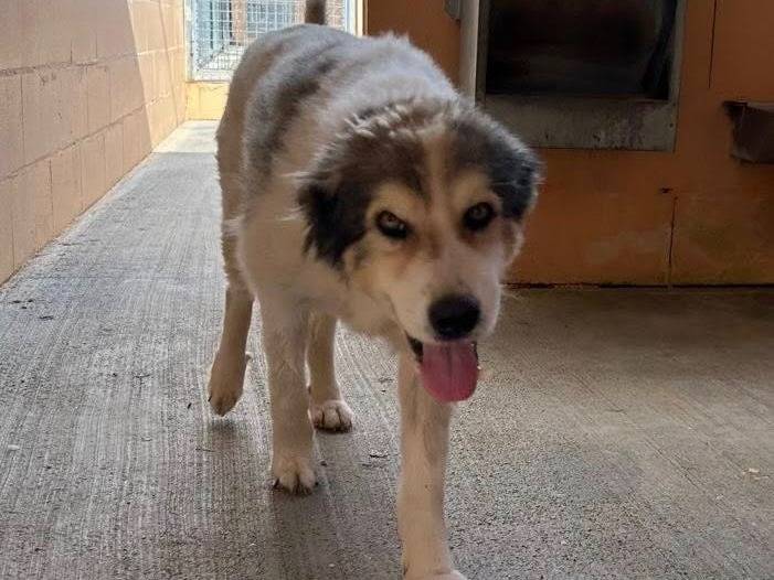 Adotta un cane, taglia media, maschio, Matera