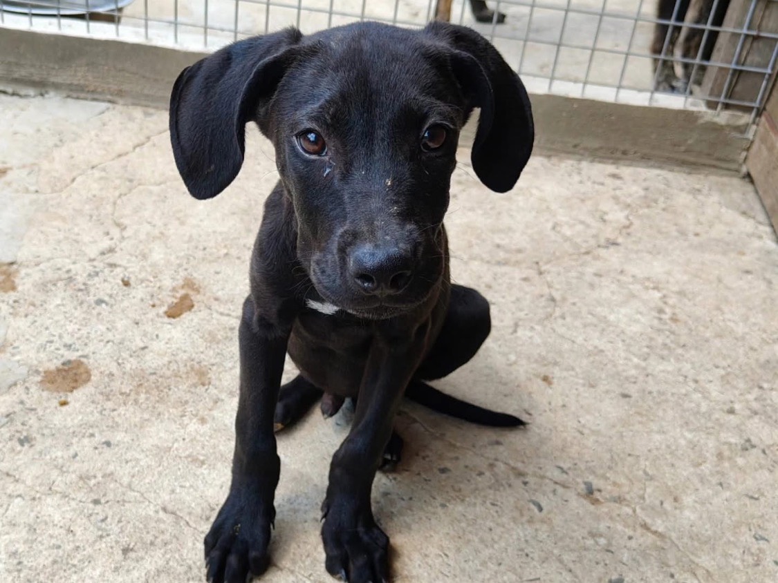 Adozione cane, maschio, Razza sconosciuta Razza sconosciuta, 4 mesi, taglia media, Vibo