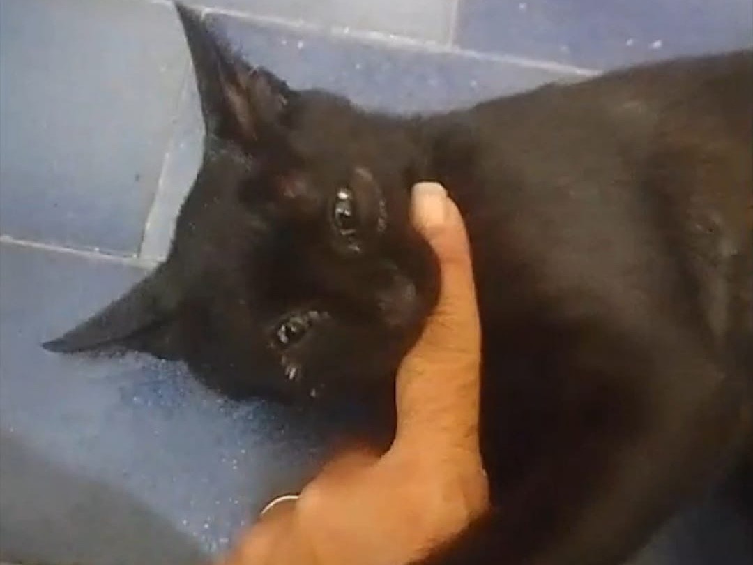 Adozione gatto, femmina, Razza sconosciuta Razza sconosciuta, 3 mesi, taglia non valida, Roma
