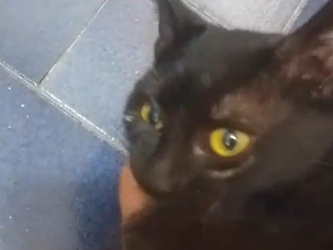 Adotta un gatto, femmina, 3 mesi, Roma