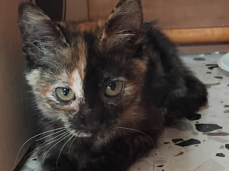 Adozione gatto, femmina, Razza sconosciuta Razza sconosciuta, 2 mesi, taglia non valida, Enna