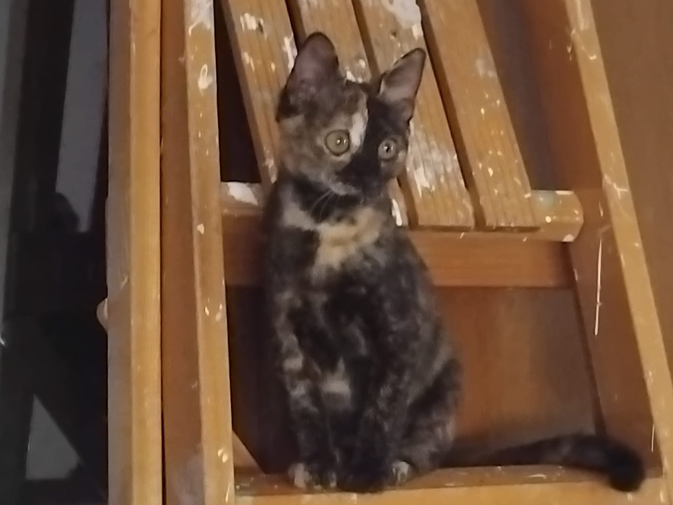 Adotta un gatto, femmina, 2 mesi, Enna