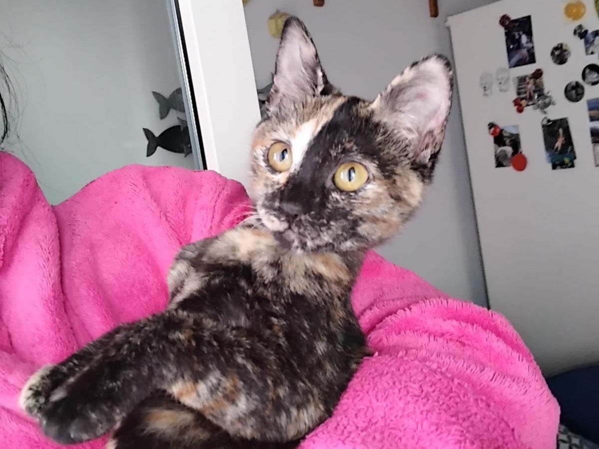 Adotta un gatto, taglia non valida, femmina, Enna