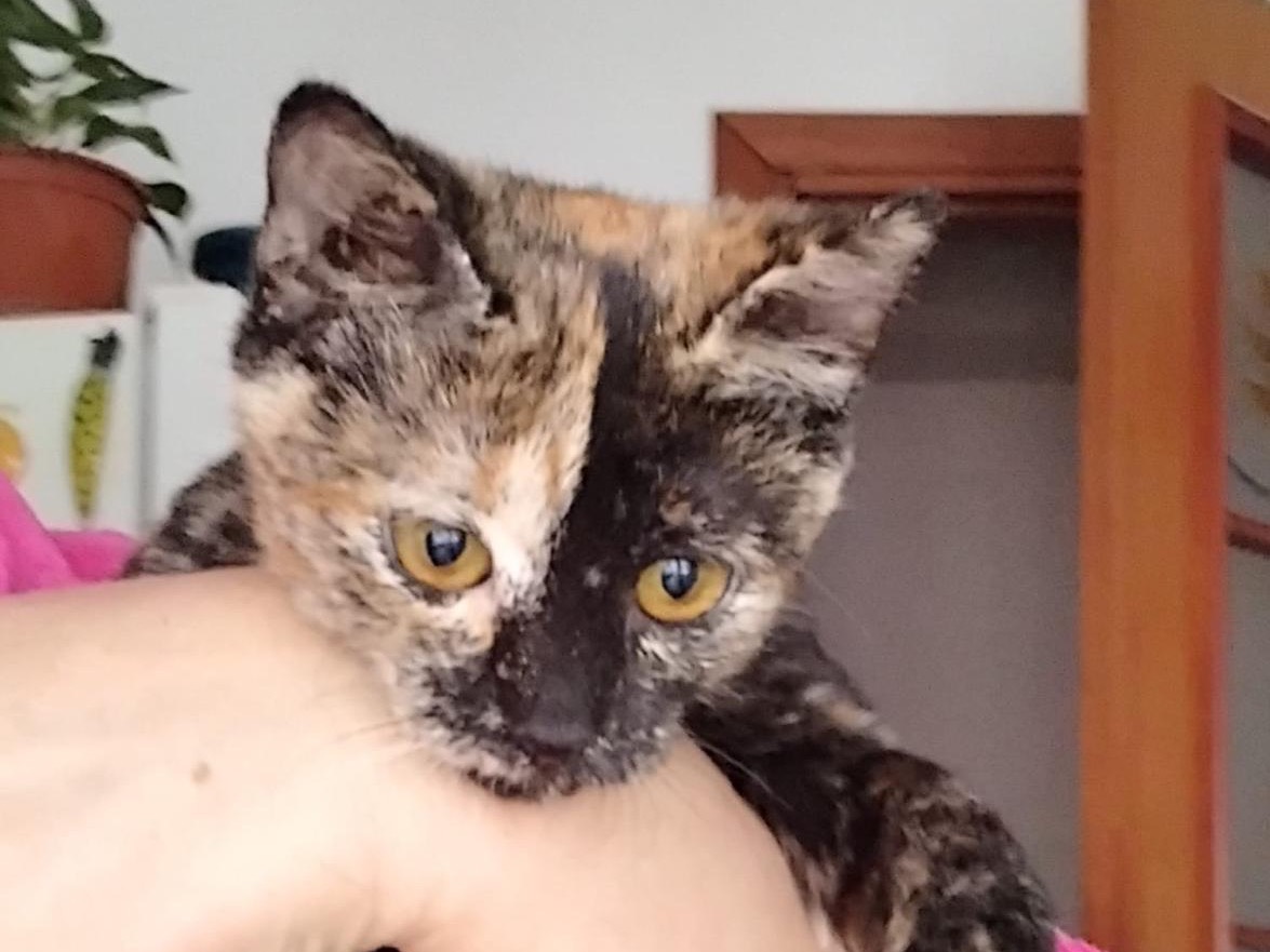 Vuoi adottare un gatto a Enna?