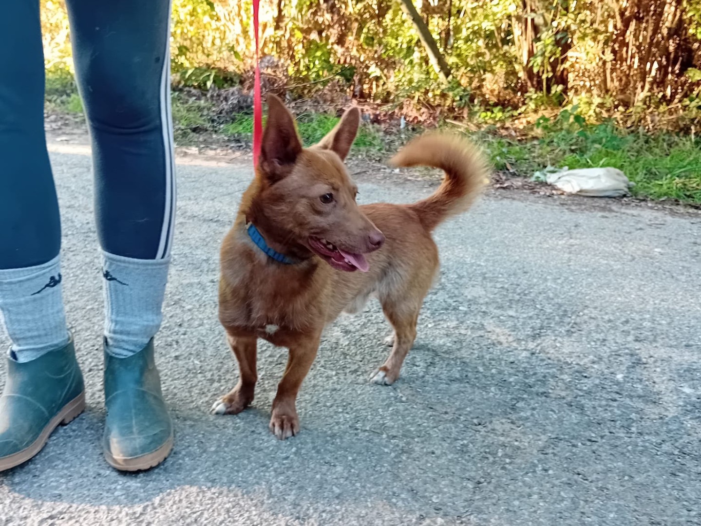Adozione cane, maschio, Razza sconosciuta Razza sconosciuta, 1 anno e 7 mesi, taglia piccola, Catanzaro