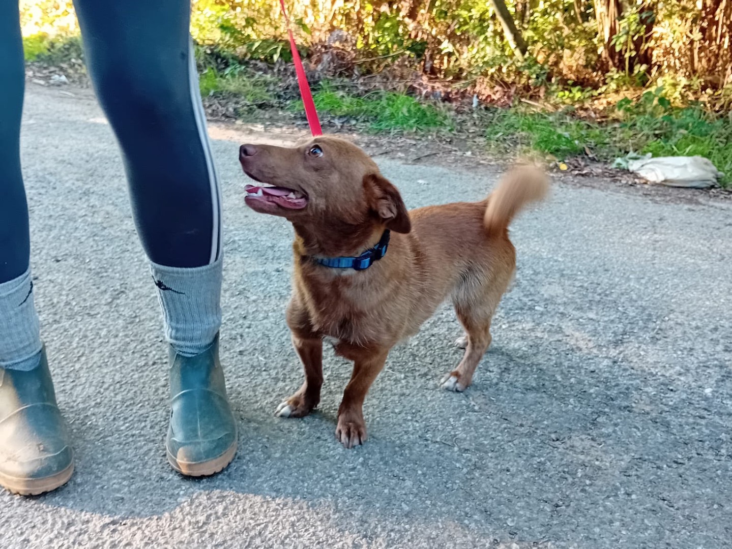 Adotta un cane, maschio, 1 anno e 7 mesi, Catanzaro