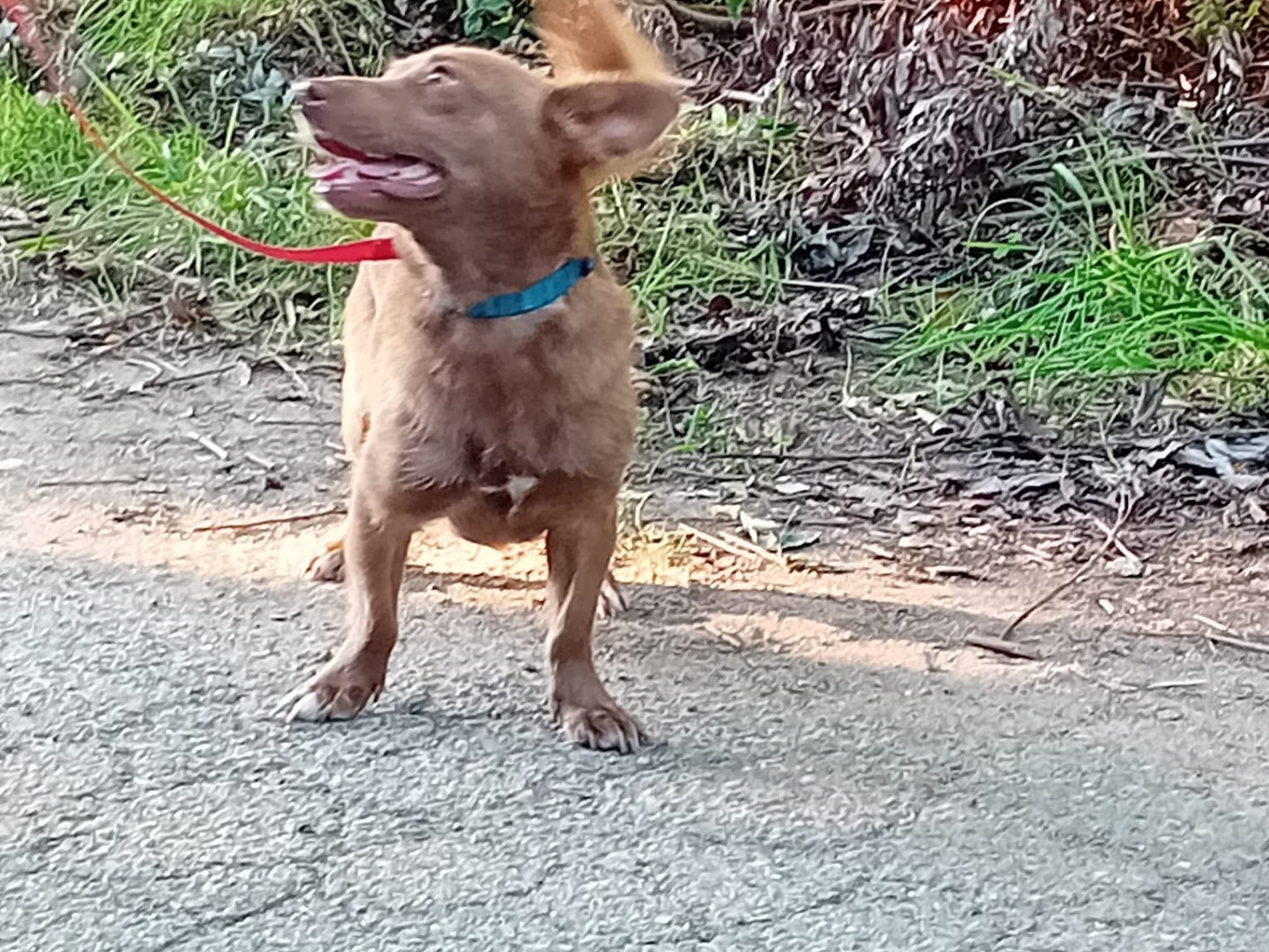Adotta un cane, taglia piccola, maschio, Catanzaro