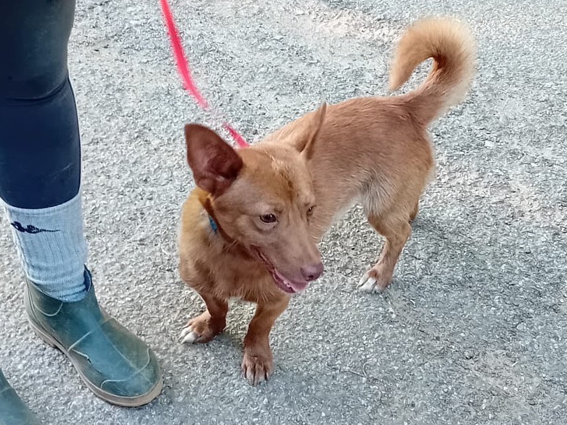 Vuoi adottare un cane a Catanzaro?