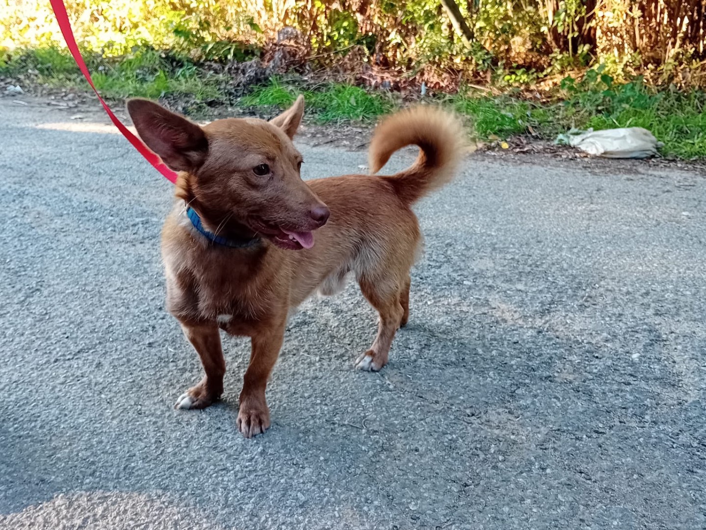 Adotta il cane COOKY a Catanzaro