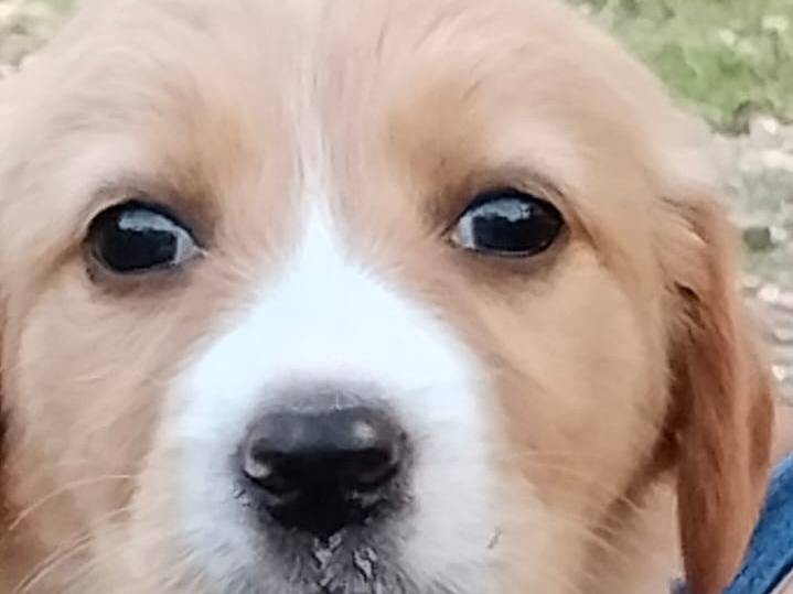 Adozione cane, femmina, Razza sconosciuta Razza sconosciuta, 1 mesi, taglia media contenuta, Frosinone