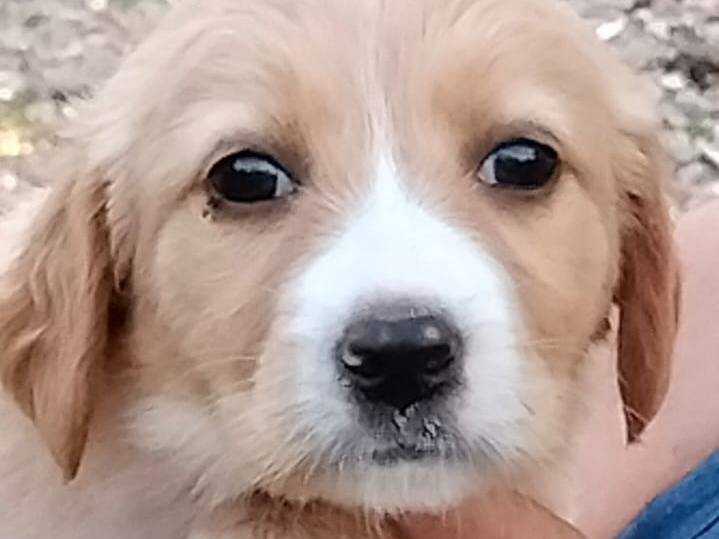 Adotta un cane, femmina, 1 mesi, Frosinone
