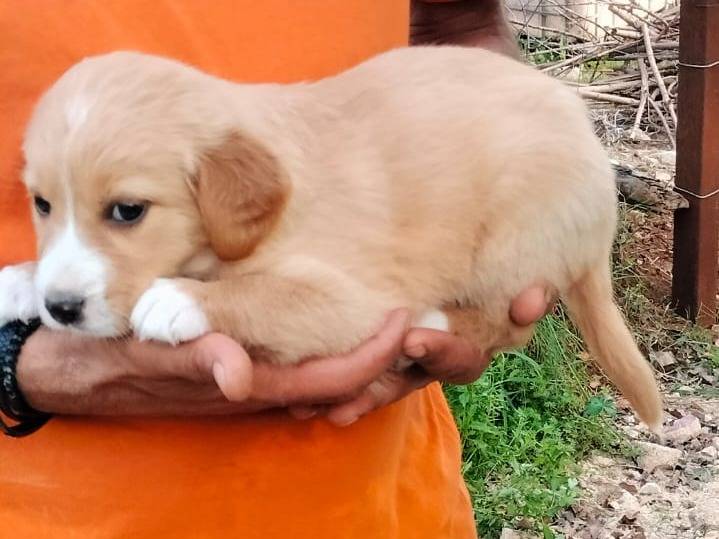 Adotta un cane, taglia media contenuta, femmina, Frosinone