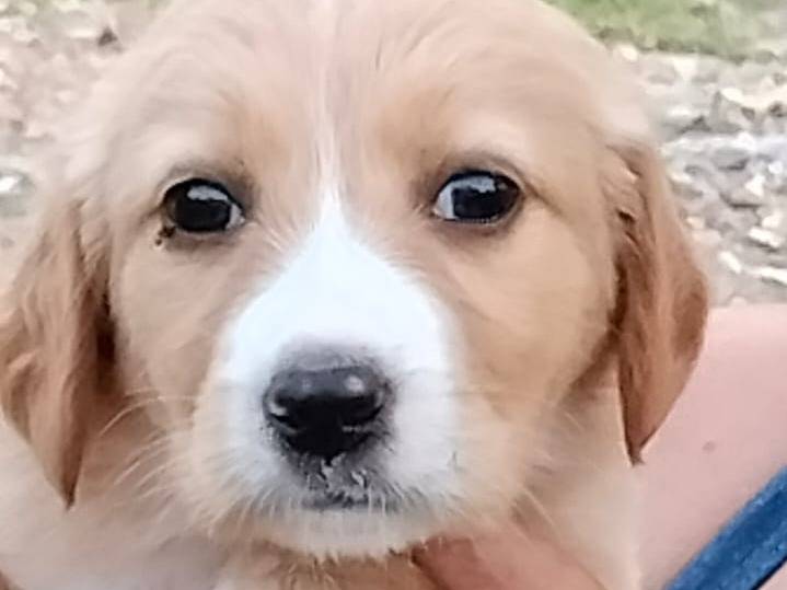 Adotta il cane DIVA a Frosinone