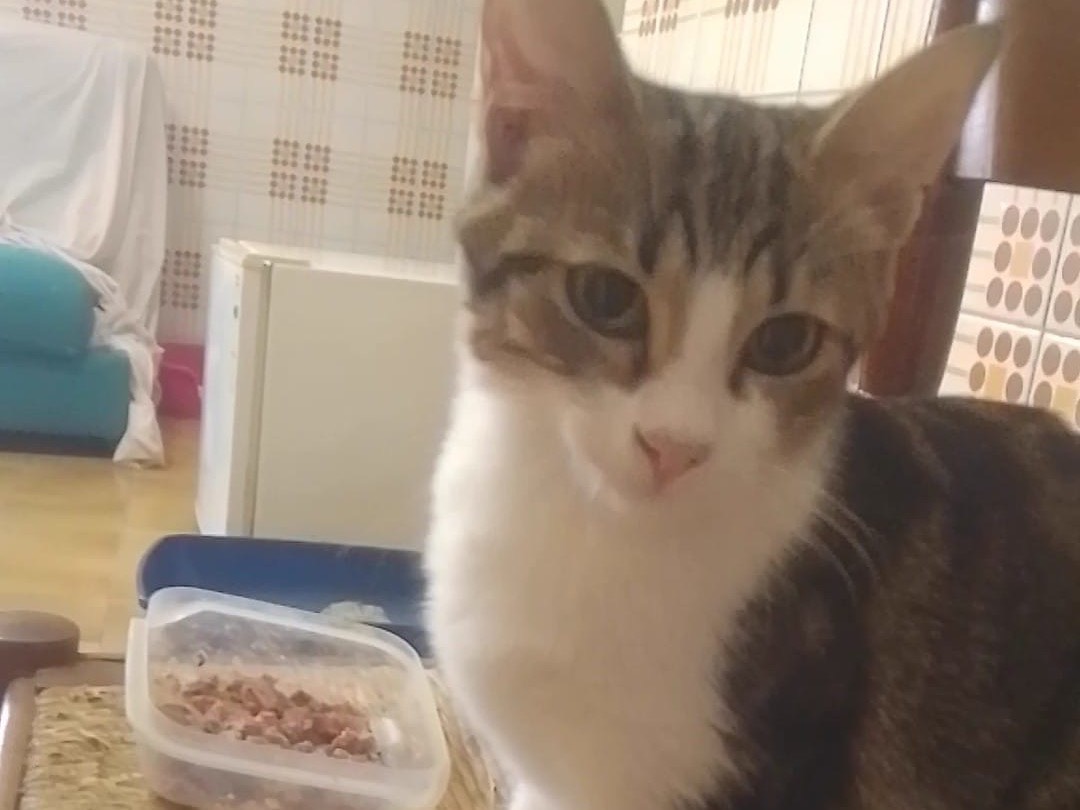 Adotta un gatto, femmina, 5 mesi, Roma