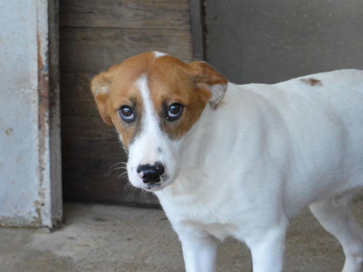 Adozione cane, maschio, Razza sconosciuta Razza sconosciuta, 6 mesi, taglia media contenuta, Roma