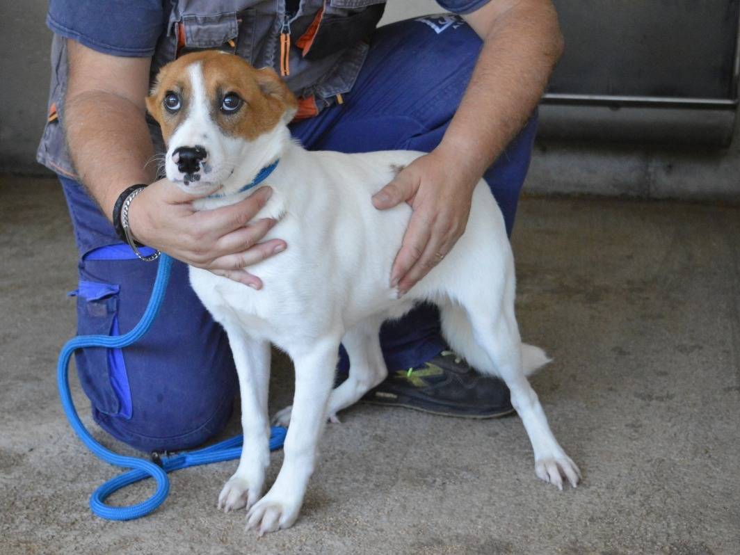 Adotta un cane, maschio, 6 mesi, Roma