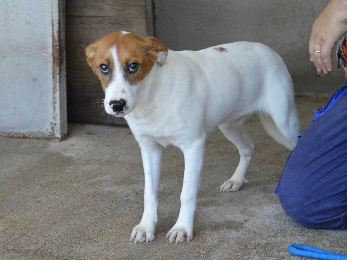 Adotta un cane, taglia media contenuta, maschio, Roma