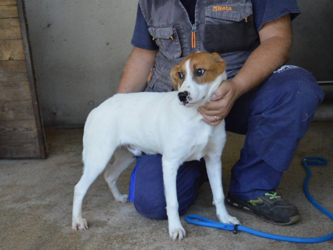 Vuoi adottare un cane a Roma?