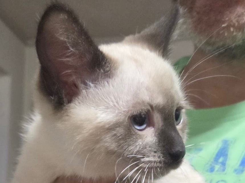 Adozione gatto, femmina, Razza sconosciuta Razza sconosciuta, 2 mesi, taglia non valida, Lecco