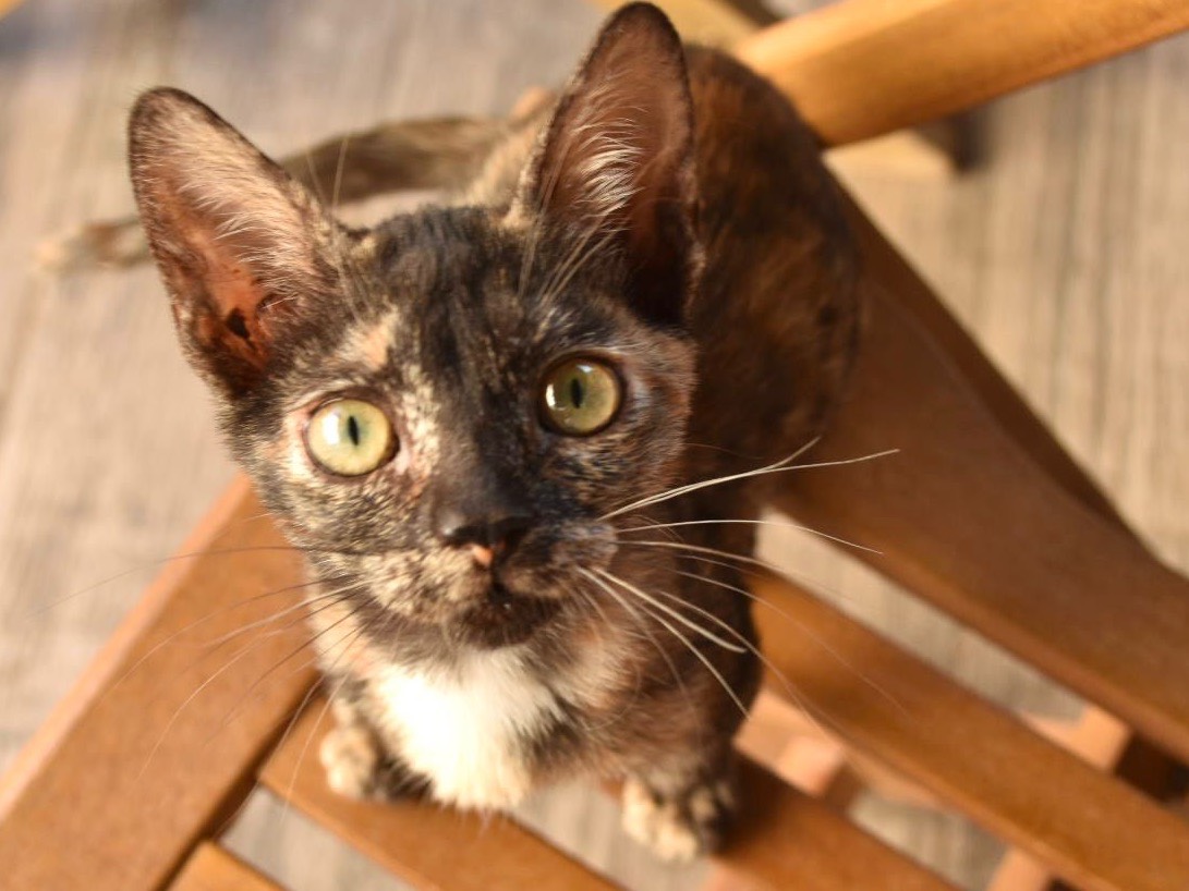 Adozione gatto, femmina, Razza sconosciuta Razza sconosciuta, 2 mesi, taglia non valida, Enna
