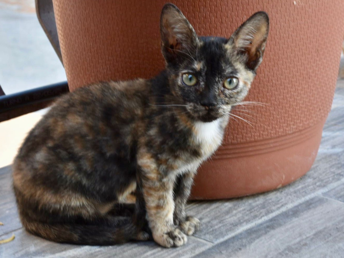 Adotta un gatto, taglia non valida, femmina, Enna