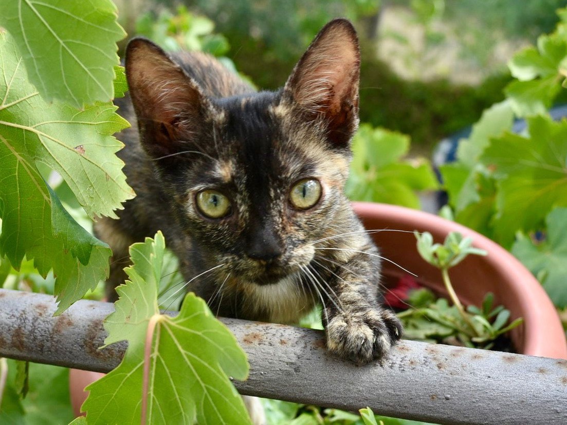 Vuoi adottare un gatto a Enna?