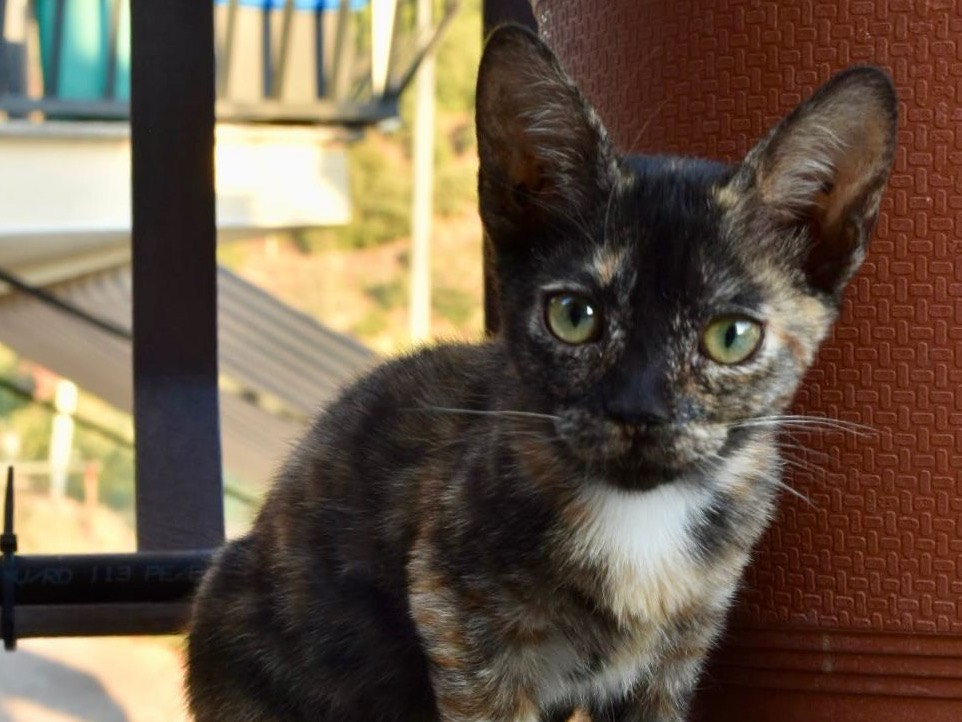 Adotta il gatto Lillibeth  a Enna