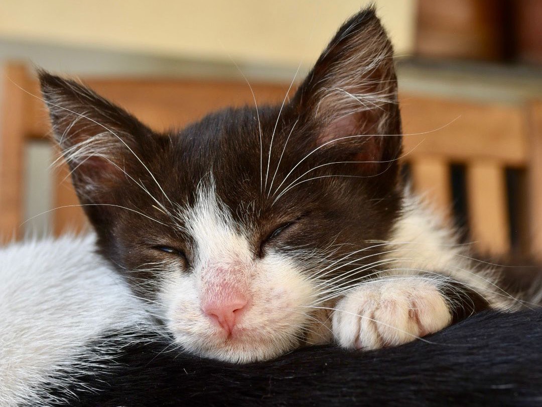 Adozione gatto, femmina, Razza sconosciuta Razza sconosciuta, 2 mesi, taglia non valida, Enna