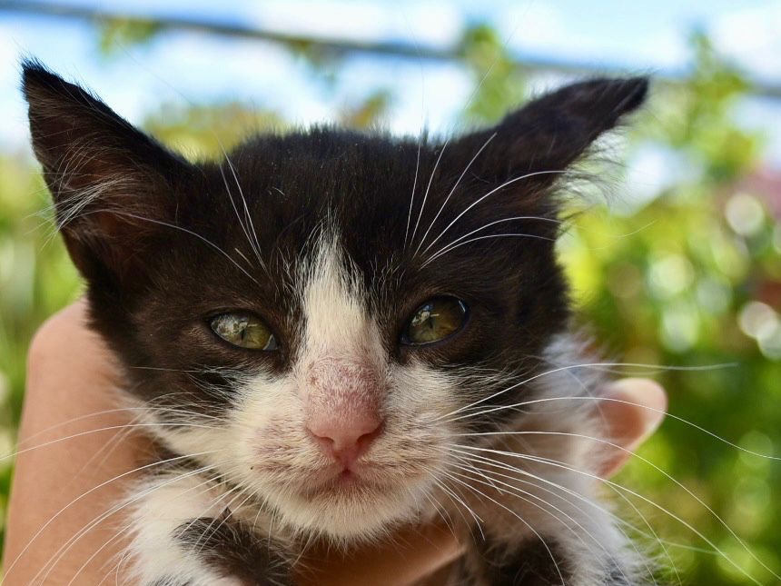 Adotta un gatto, femmina, 2 mesi, Enna