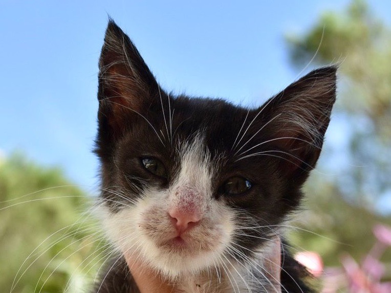 Adotta un gatto, taglia non valida, femmina, Enna