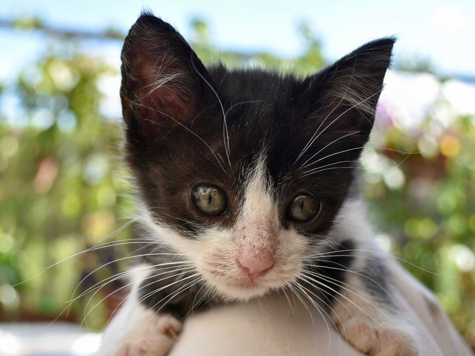 Vuoi adottare un gatto a Enna?