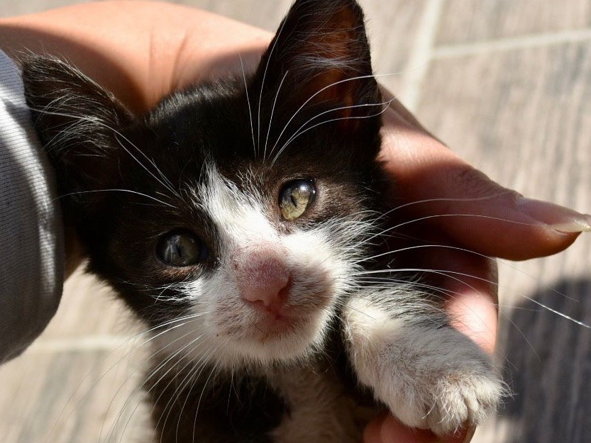Adotta il gatto Annetta a Enna