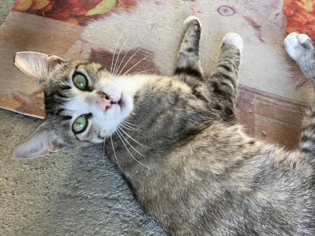 Adotta un gatto, femmina, 1 anno e 8 mesi, Pisa