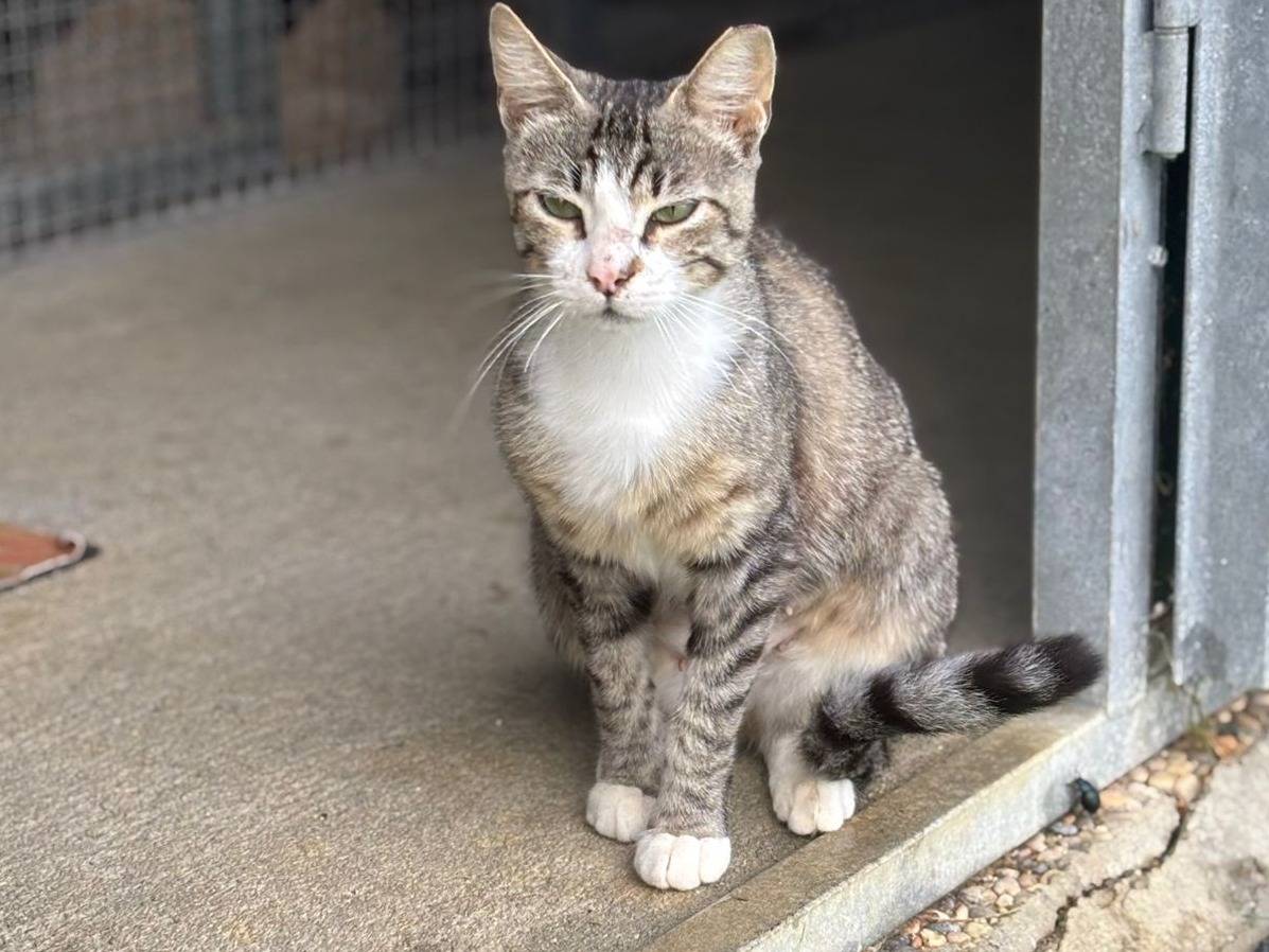 Adotta un gatto, taglia non valida, femmina, Pisa