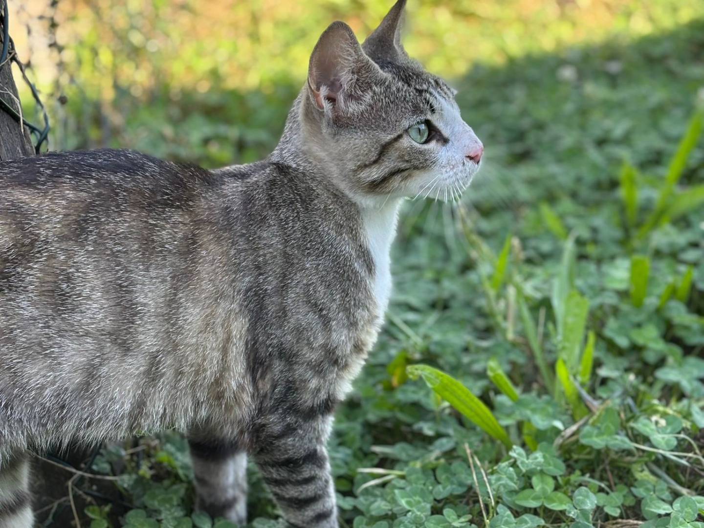 Vuoi adottare un gatto a Pisa?