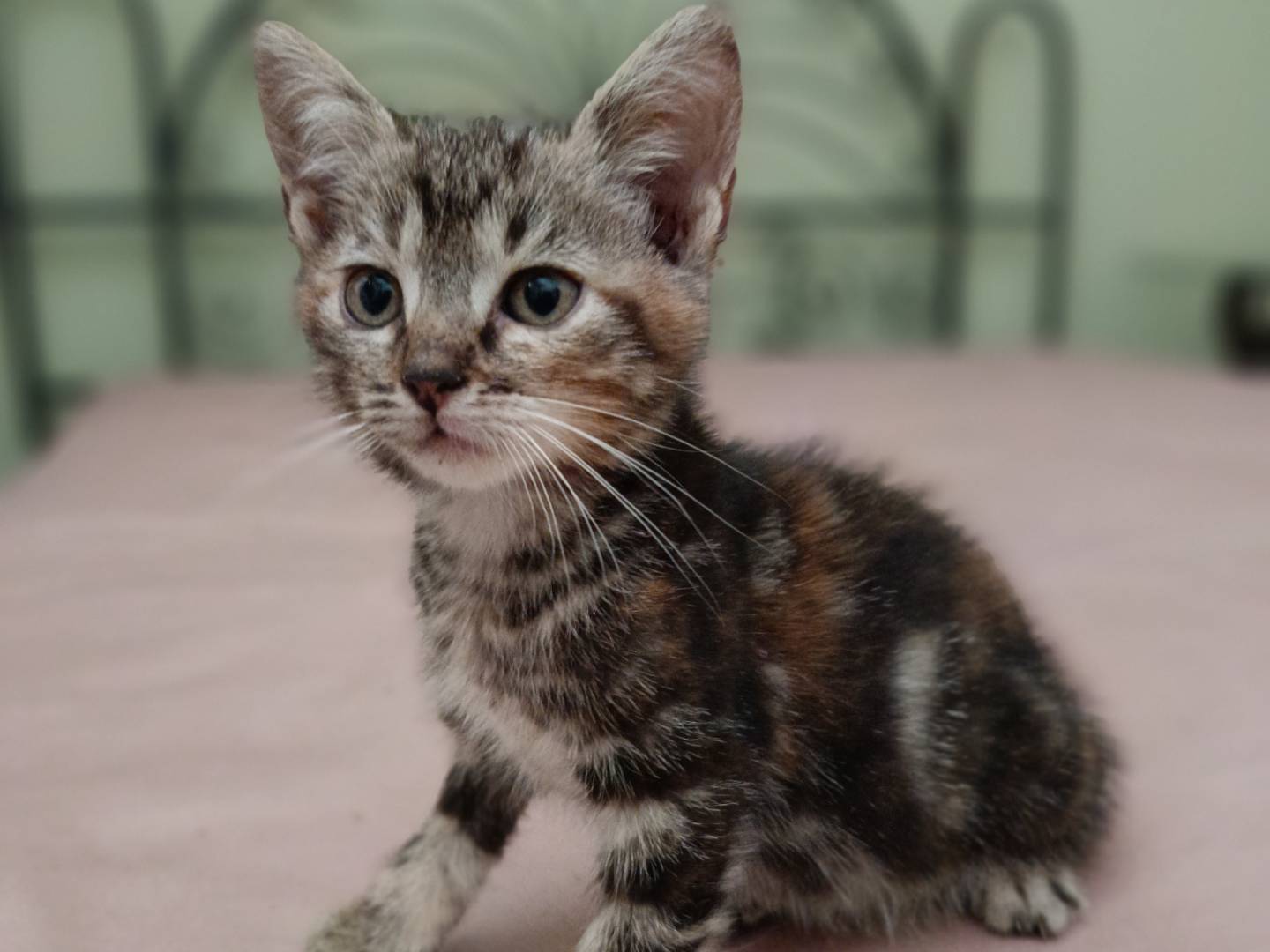 Adozione cane, femmina, Razza sconosciuta Razza sconosciuta, 1 mesi, taglia piccola, Siracusa