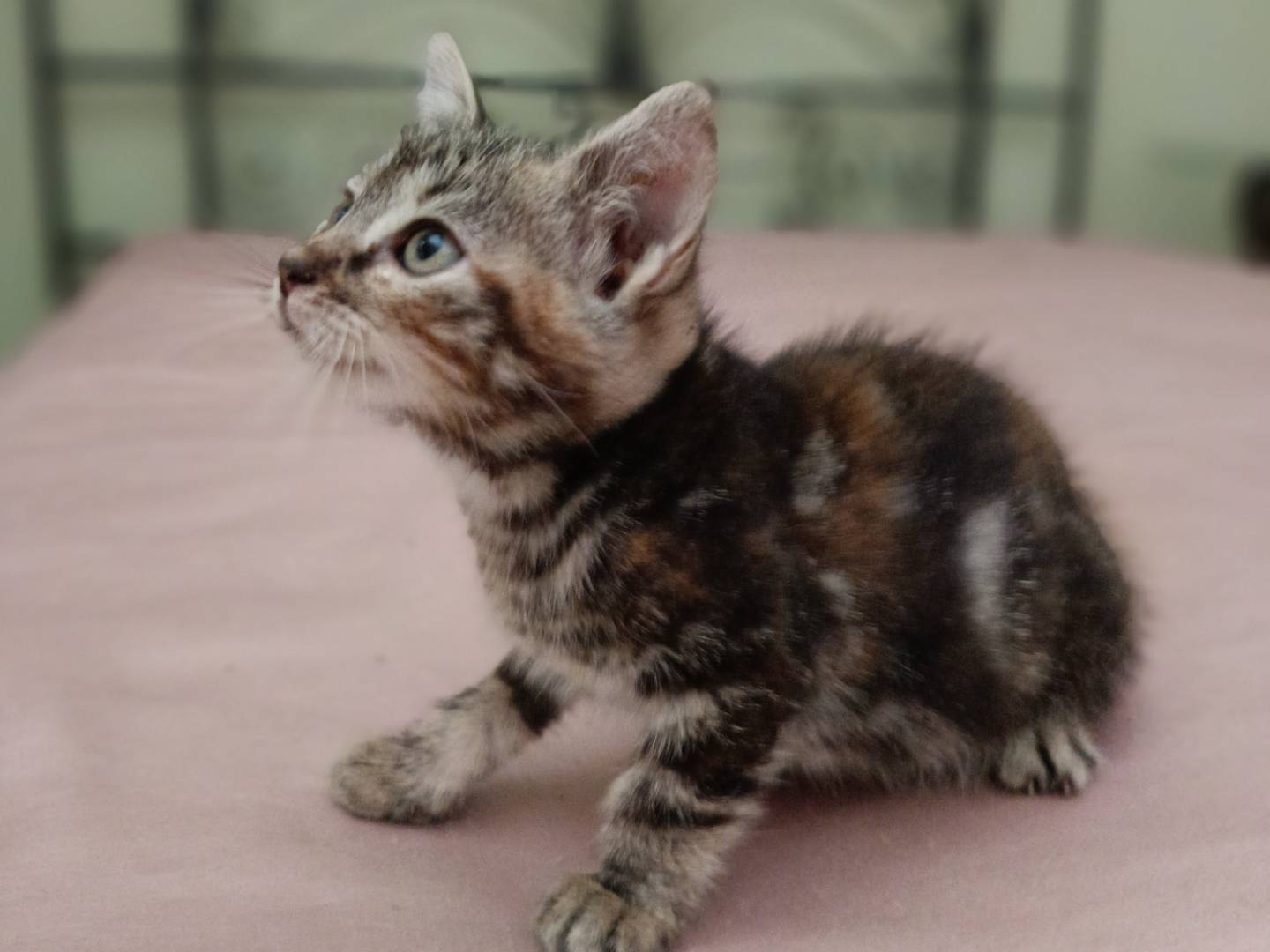 Adotta un cane, femmina, 1 mesi, Siracusa