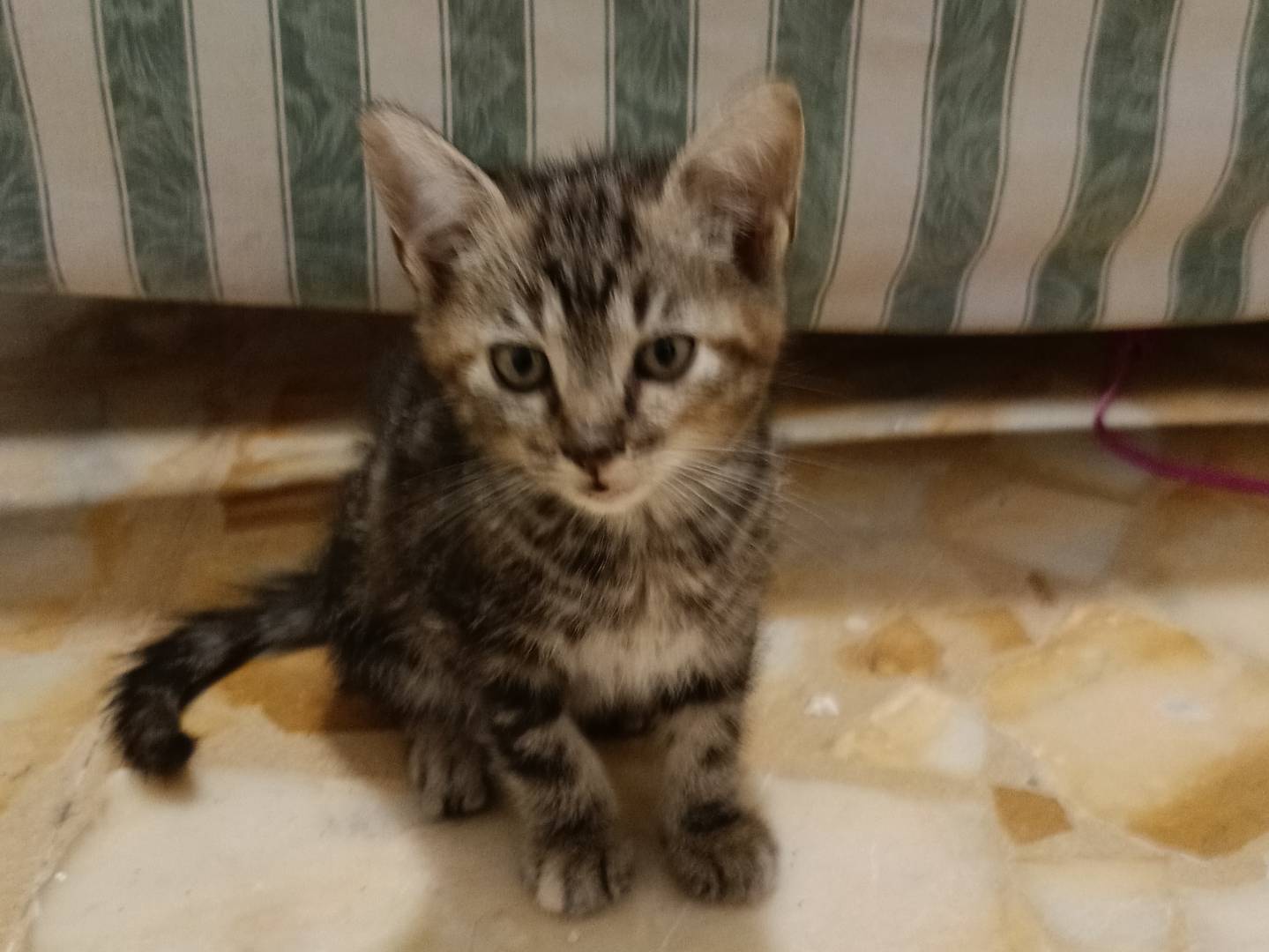 Vuoi adottare un cane a Siracusa?