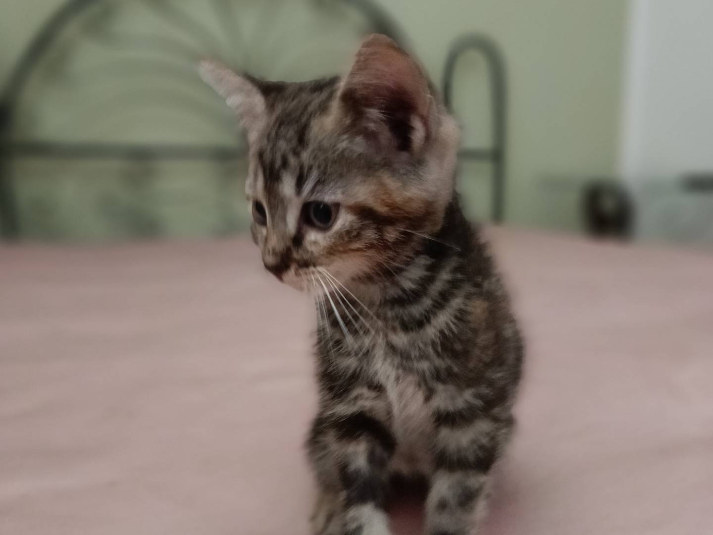 Adotta il cane Betty a Siracusa