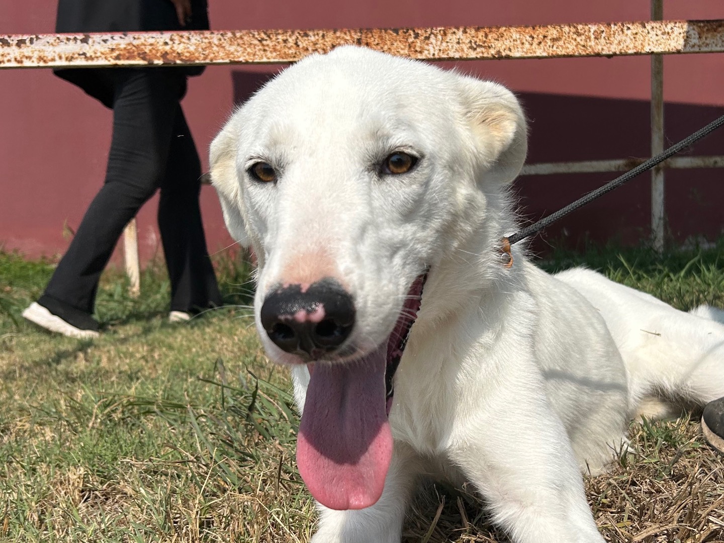 Adozione cane, femmina, Razza sconosciuta Razza sconosciuta, 1 anno e 4 mesi, taglia media, Latina