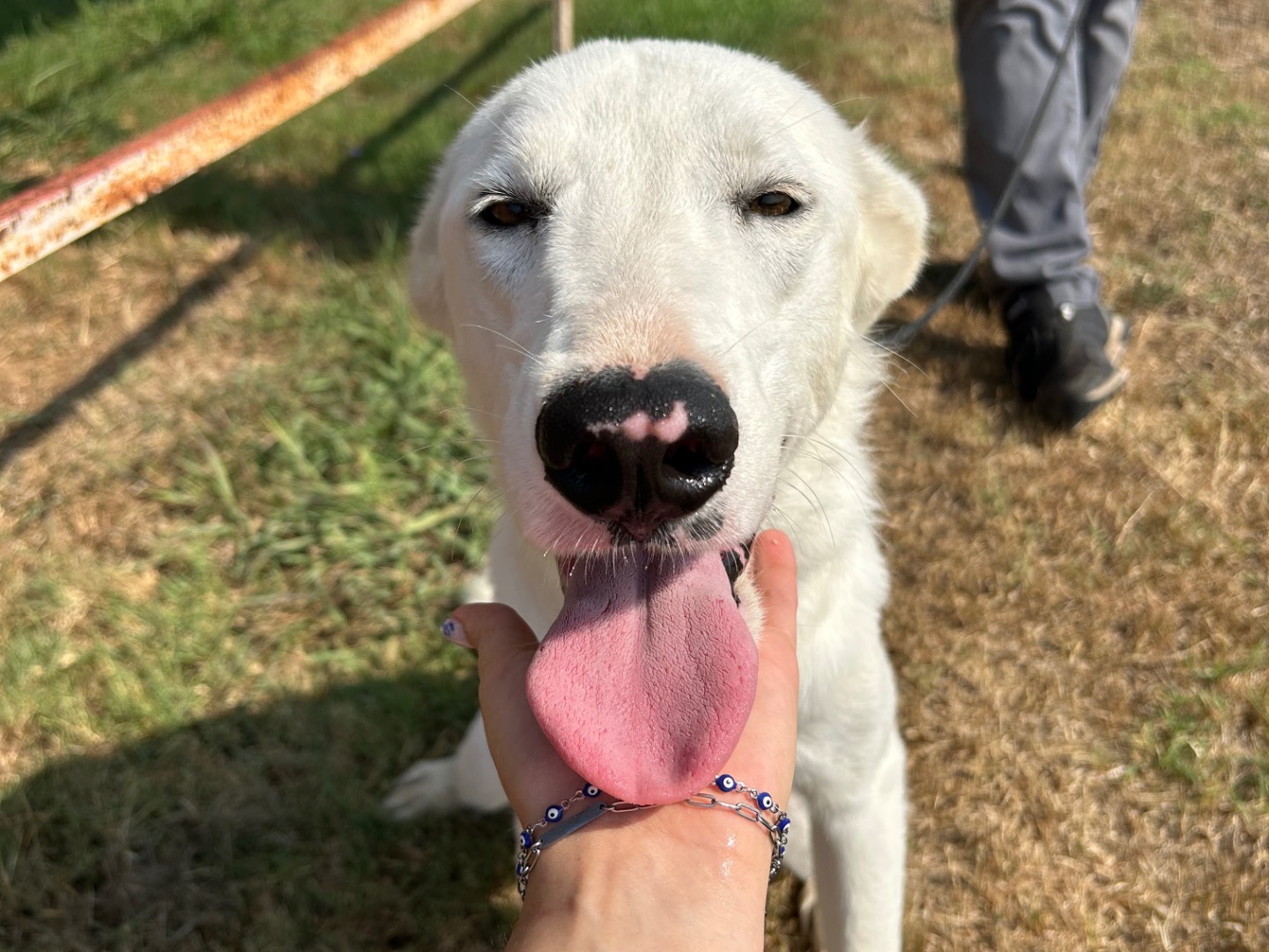 Adotta un cane, femmina, 1 anno e 4 mesi, Latina