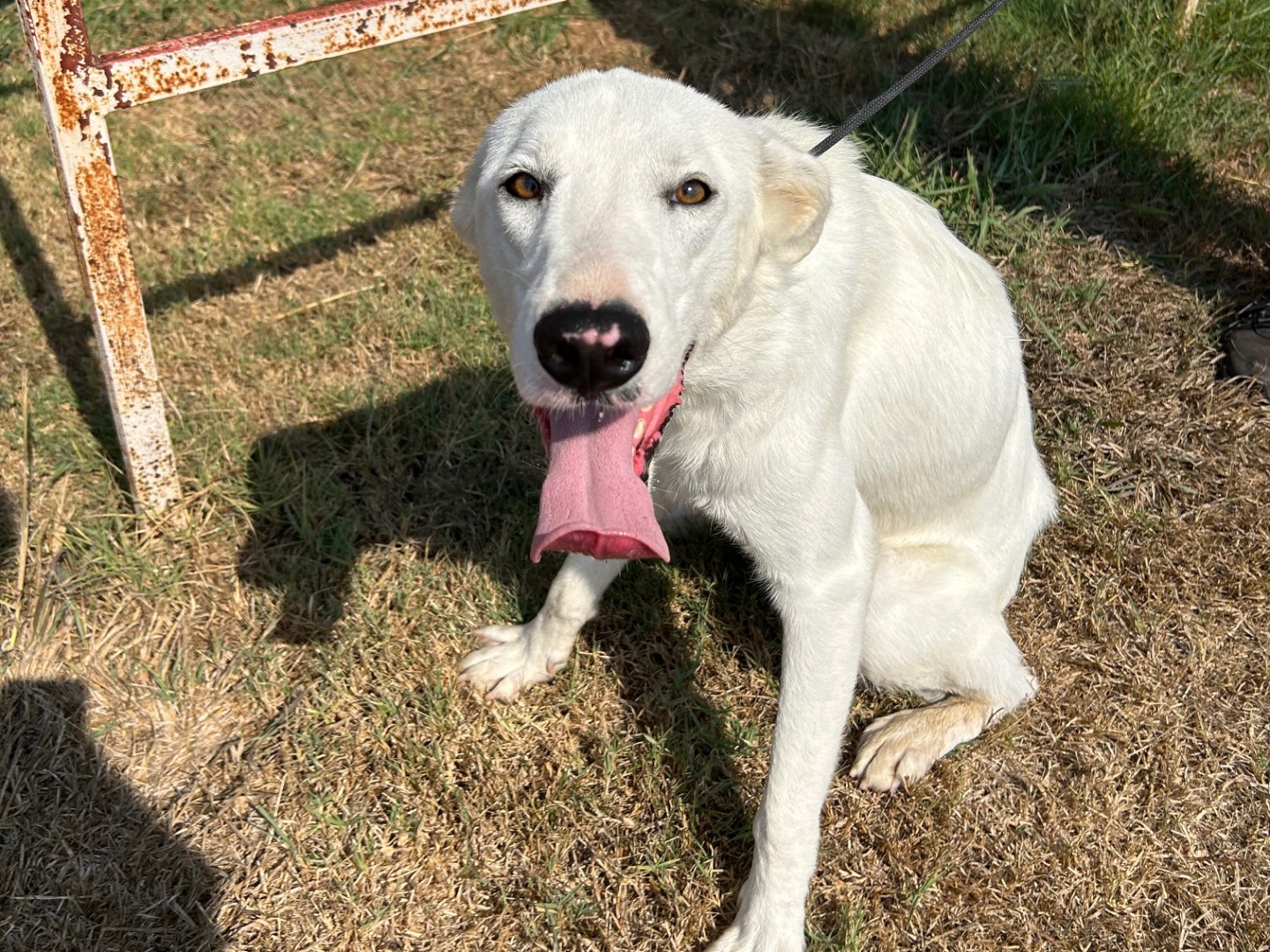Adotta un cane, taglia media, femmina, Latina