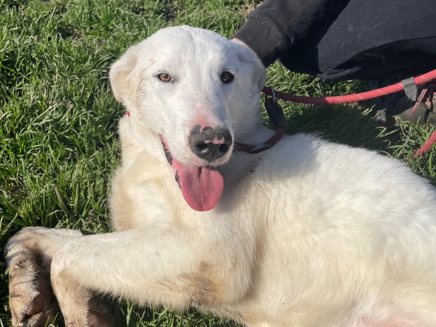 Vuoi adottare un cane a Latina?