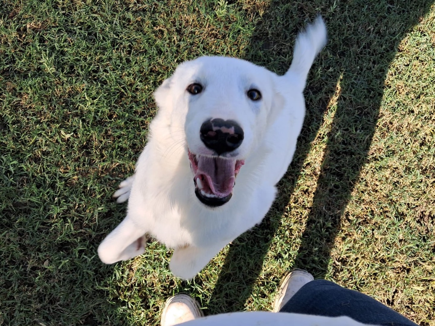 Adotta il cane Squitty a Latina