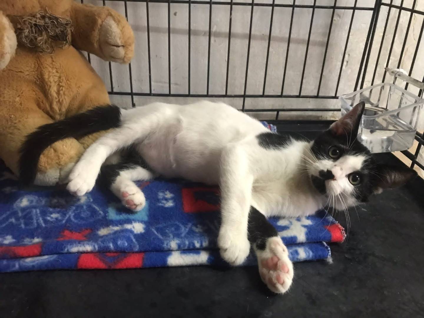 Adotta un gatto, taglia non valida, maschio, Latina