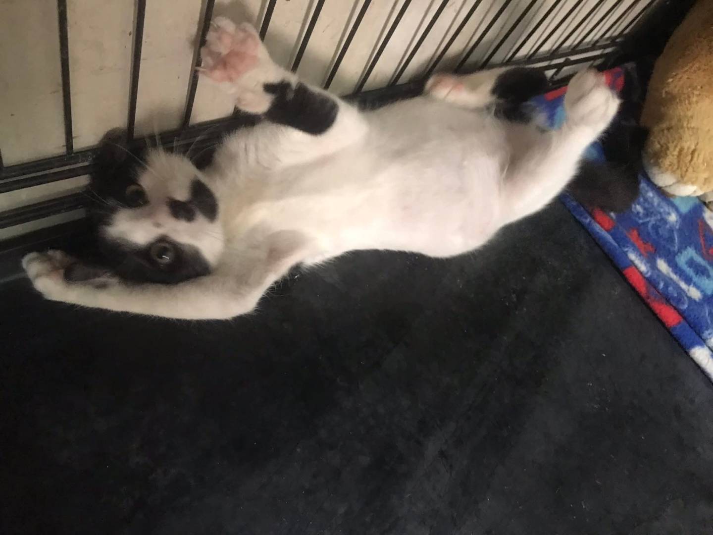 Vuoi adottare un gatto a Latina?