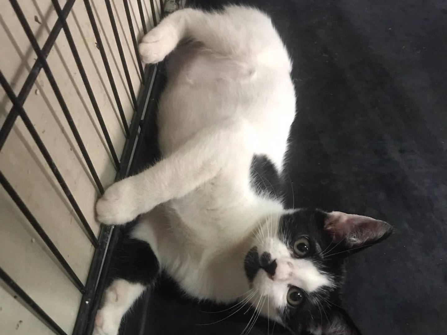 Adotta il gatto Pepe a Latina
