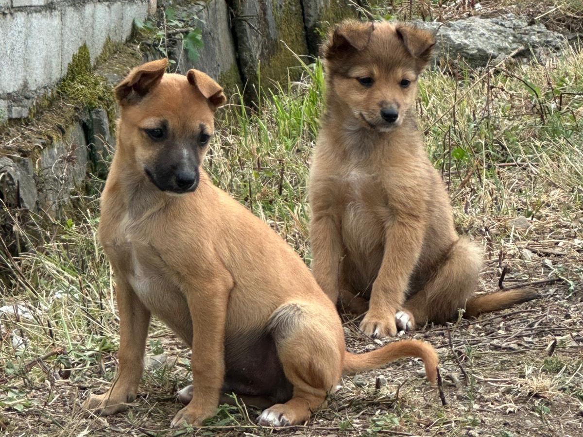 Adozione cane, maschio, Pinscher Razza sconosciuta, 1 mesi, taglia piccola, Potenza