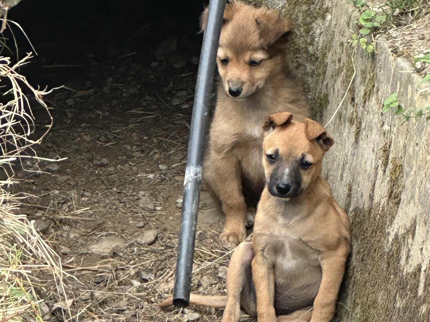 Adotta un cane, maschio, 1 mesi, Potenza