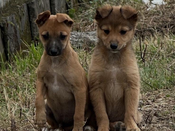 Adotta un cane, taglia piccola, maschio, Potenza
